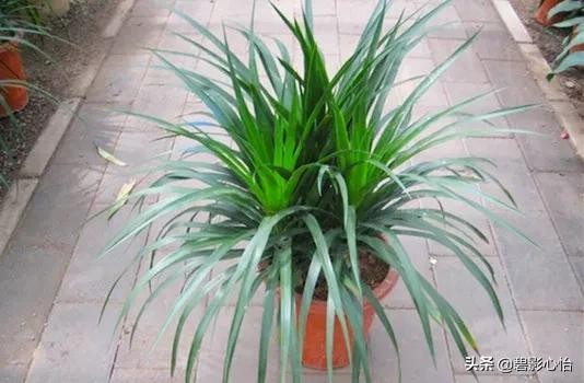 家里能养龙血树吗风水（龙血树的寓意与风水作用）