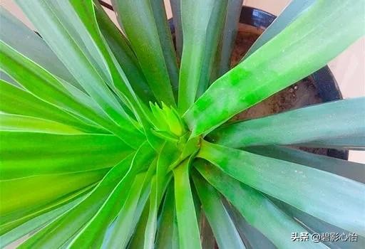 家里能养龙血树吗风水（龙血树的寓意与风水作用）