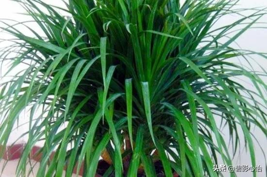 家里能养龙血树吗风水（龙血树的寓意与风水作用）