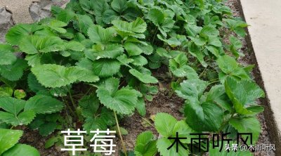 ​草莓种子怎么育苗 种植草莓，怎样育苗与管理？