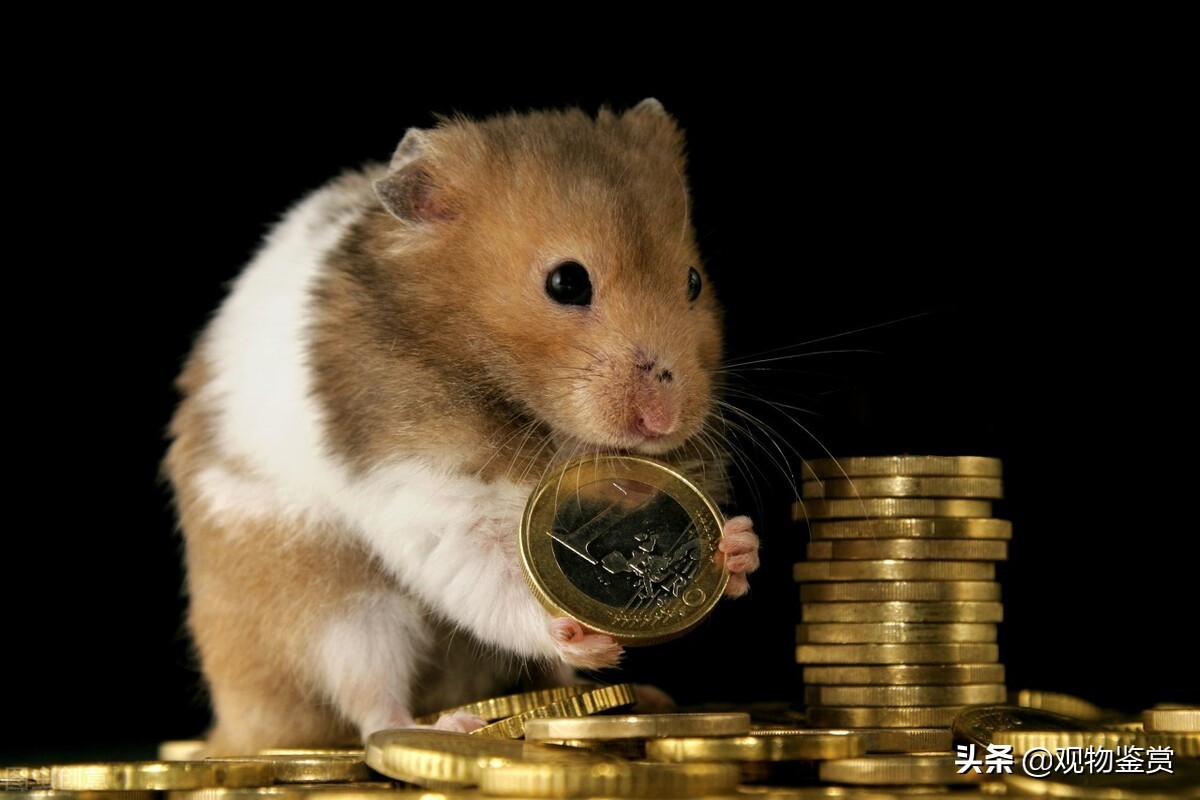 仓鼠会认主人吗(快速让仓鼠认主人的方法)