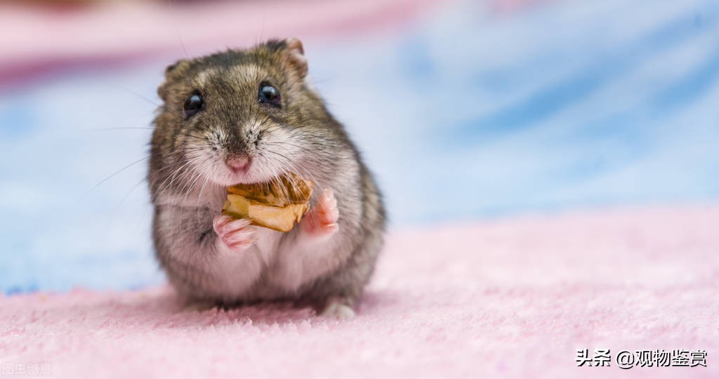 仓鼠会认主人吗(快速让仓鼠认主人的方法)