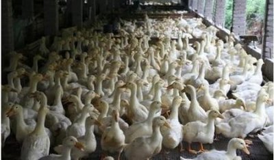 ​养一千只鸭子能赚钱吗(一千只鸭子能赚多少钱)