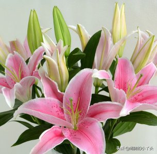 ​粉色百合花的花语和寓意（详解粉百合象征的寓意）