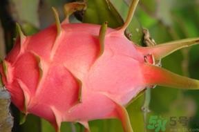 火龙果变红了还能吃吗?火龙果变红了可以吃吗? 火龙果变红了还能吃吗?火龙果变红了可以吃吗?