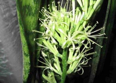 ​虎皮令箭开花有寓意吗（代表着发家和富贵的寓意）