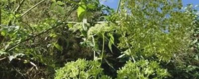 ​荆草一般生长在什么地方