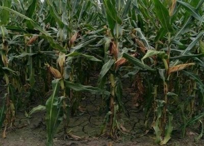 ​东单1331与沃玉3号哪个好