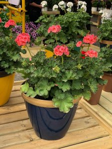 ​天竺葵的扦插繁殖方法