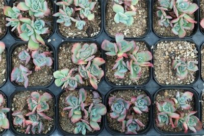 ​世界上最好看的多肉,我都给你找齐了