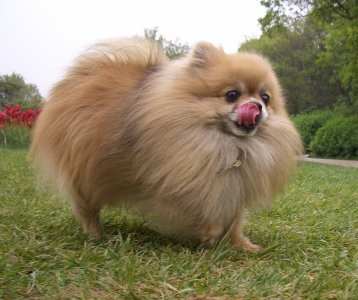 ​室内养什么宠物最干净（爱干净的人家里适合养什么宠物）