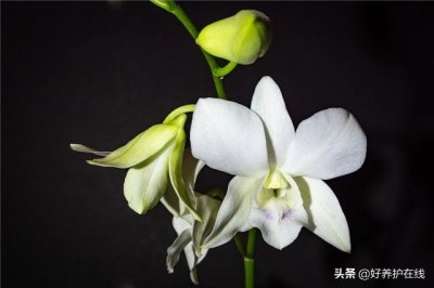​父亲节应该送父亲什么花最适合（6种父亲花送给爸爸）