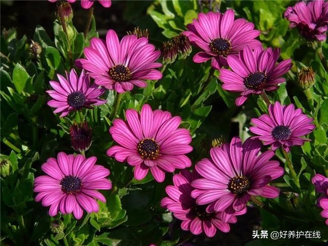 父亲节应该送父亲什么花最适合（6种父亲花送给爸爸）(4)