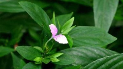 ​小小一野草，人称“观音草”，名字很霸气，作用也不小，你可认识