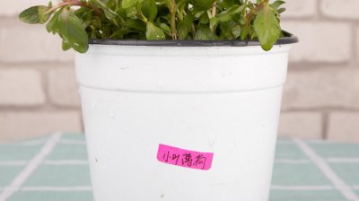 ​薄荷的功效，薄荷怎么吃