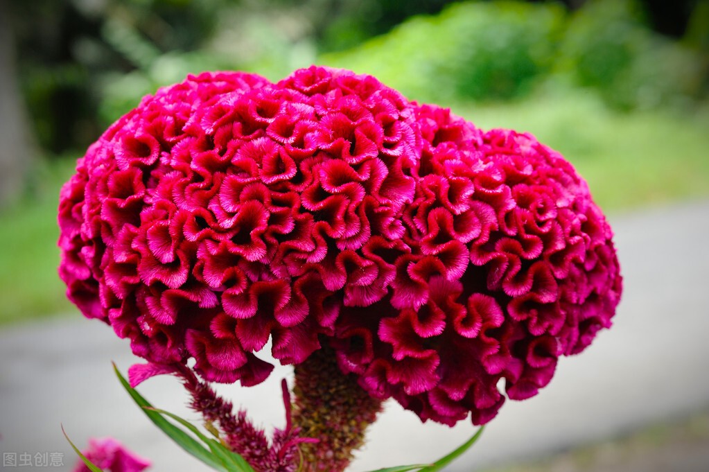 鸡冠花的意思是什么（农村常见的庭院守护花）