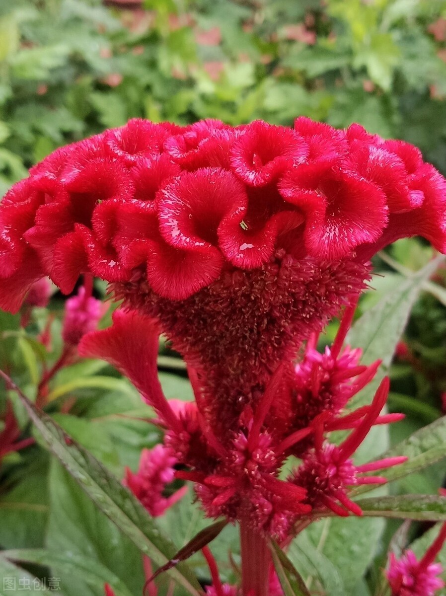 鸡冠花的意思是什么（农村常见的庭院守护花）