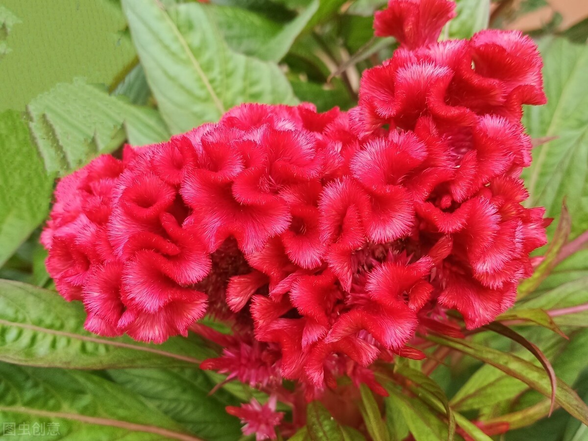 鸡冠花的意思是什么（农村常见的庭院守护花）