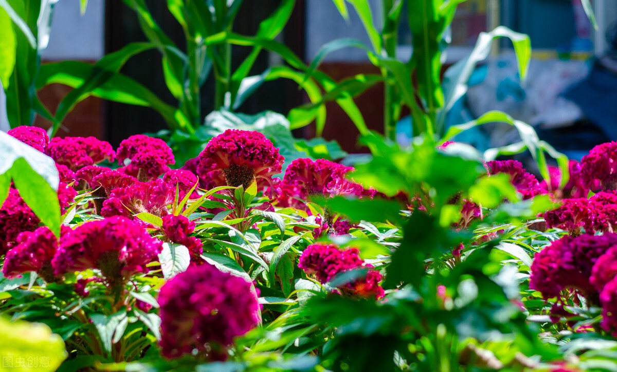 鸡冠花的意思是什么（农村常见的庭院守护花）