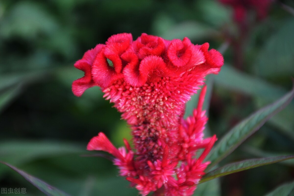 鸡冠花的意思是什么（农村常见的庭院守护花）