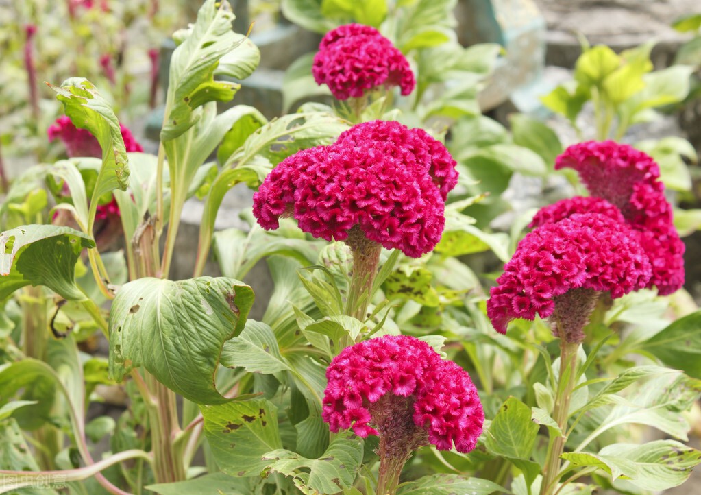 鸡冠花的意思是什么（农村常见的庭院守护花）