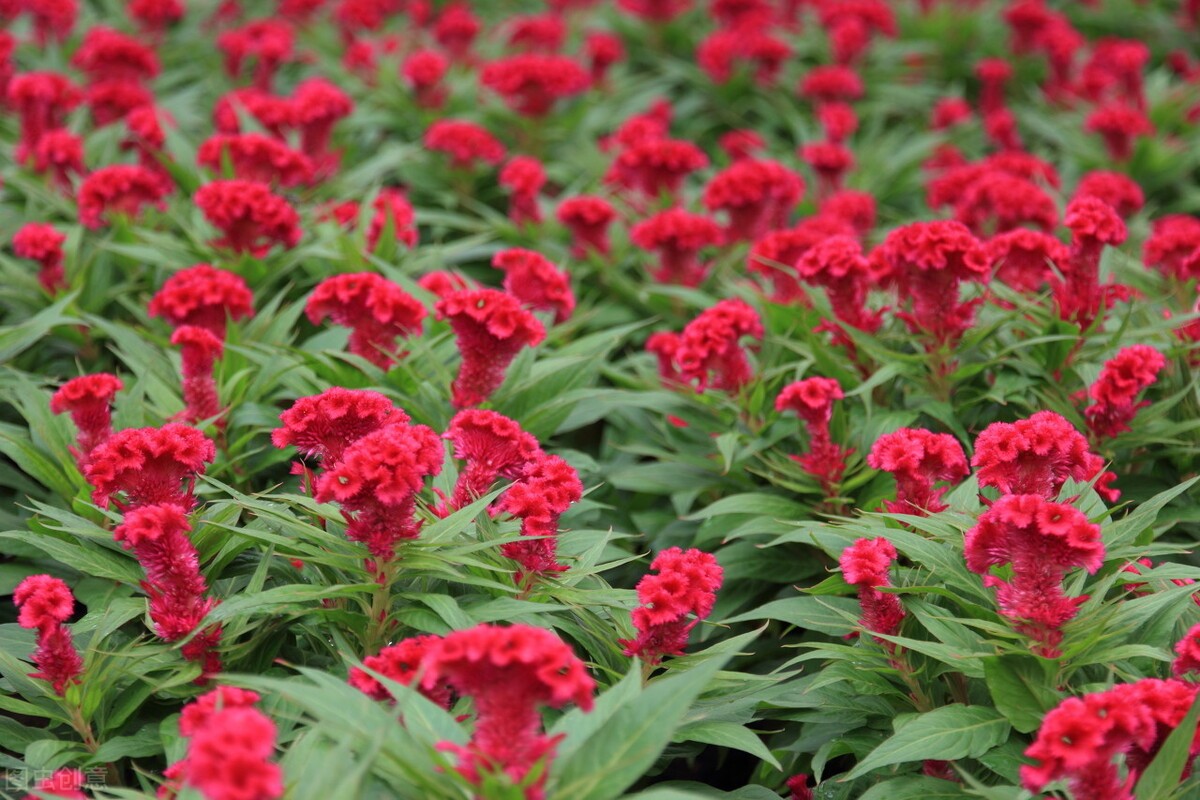 鸡冠花的意思是什么（农村常见的庭院守护花）