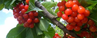 ​樱桃树什么时候剪枝最合适（大樱桃树最佳修剪时间）