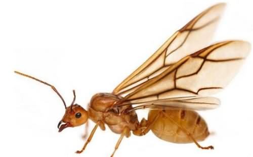 蚁后是怎么产生的 蚁后是怎么产生的