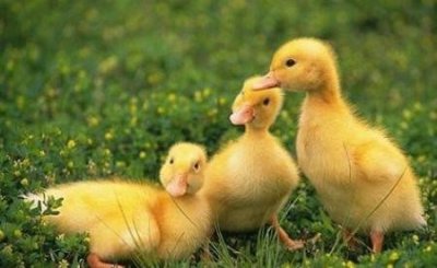 ​养鸭子要注意什么(养鸭子怎么养要注意什么)