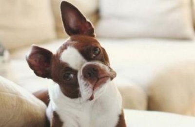 ​为什么狗不喜欢吃骨头？