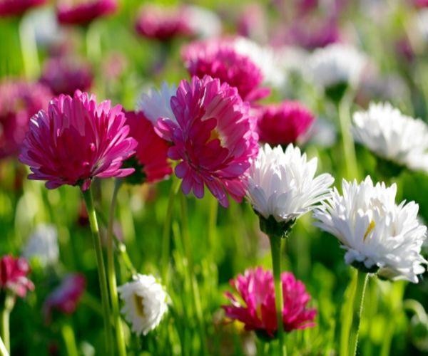 最容易红杏出墙的四大生肖女,男人别浑然不知,遇到小心点!