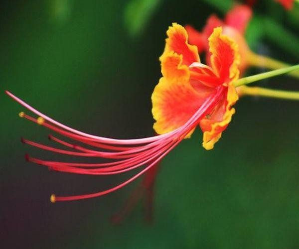 最容易红杏出墙的四大生肖女,男人别浑然不知,遇到小心点!