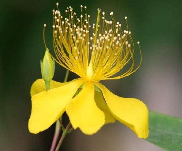 最容易红杏出墙的四大生肖女,男人别浑然不知,遇到小心点!