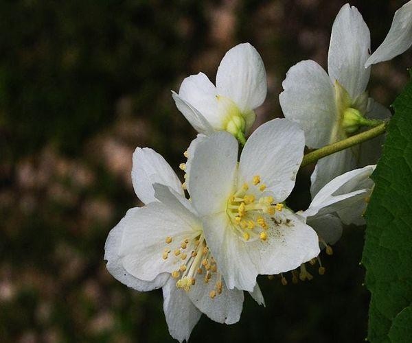最容易红杏出墙的四大生肖女,男人别浑然不知,遇到小心点!