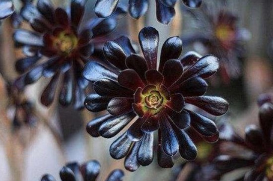 美杜莎上盆后几天浇水(图3)