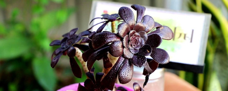 美杜莎上盆后几天浇水(图1)