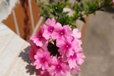 ​美女樱和绣球花的区别