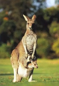 ​身体上有口袋的动物你知道多少？