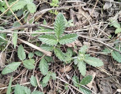 ​山里有种叫“鸡爪参”的植物，它有什么用处？