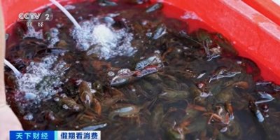 ​1斤20元左右！小龙虾即将大量上市，很多人都爱吃！