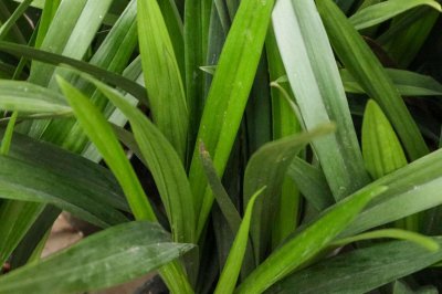 ​全部用颗粒土养兰花好吗，泥炭土可以种兰花吗