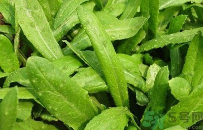 ​莴笋叶和油麦菜有什么区别?
