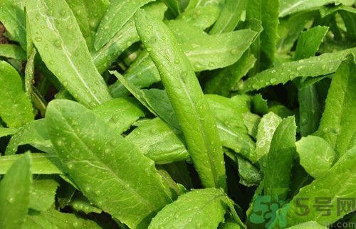 莴笋叶和油麦菜有什么区别? 莴笋叶和油麦菜有什么区别?