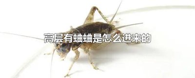 ​高层有蛐蛐是怎么进来的