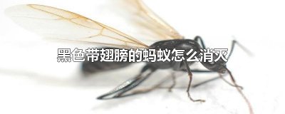 ​黑色带翅膀的蚂蚁怎么消灭