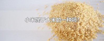 ​小米属于大米的一种吗?
