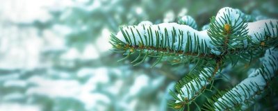 ​大雪压青松的寓意