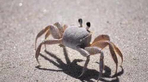 螃蟹为什么是横着走的而不是竖着走的