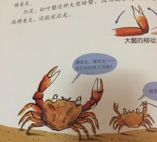 螃蟹为什么横着爬行答案