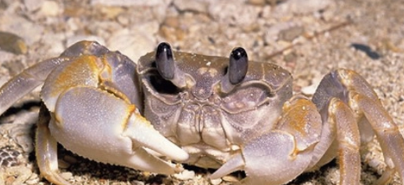 螃蟹为什么横着走,螃蟹为什么横着爬行答案图4